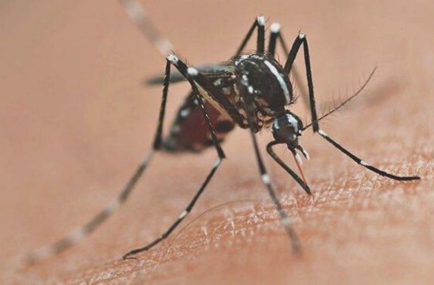 Casos de dengue e chikungunya disparam em São Paulo, alerta infectologista.