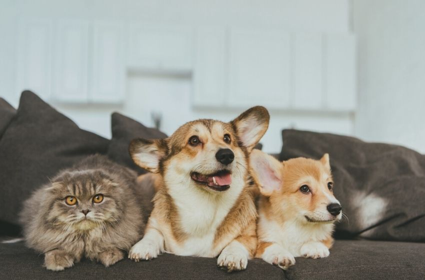 Pets em condomínios: O que pode e o que não pode.