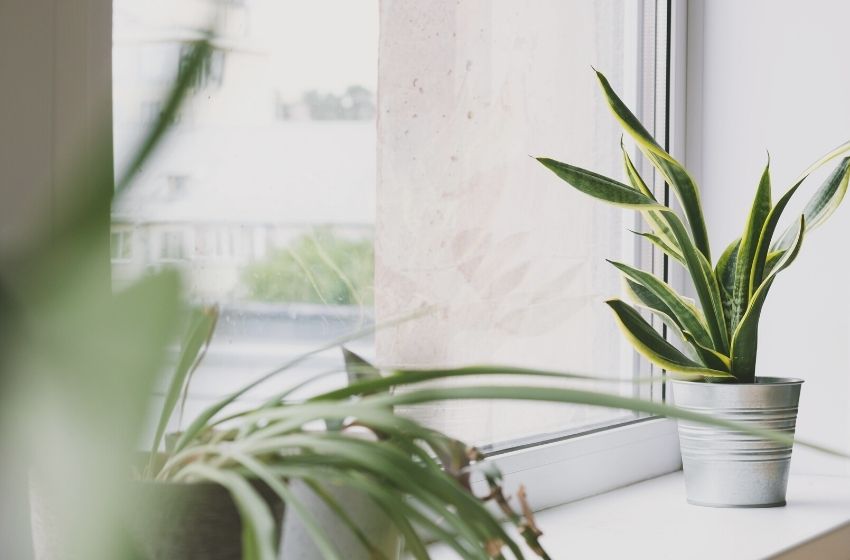 5 plantas baratas para adotar na sua decoração.