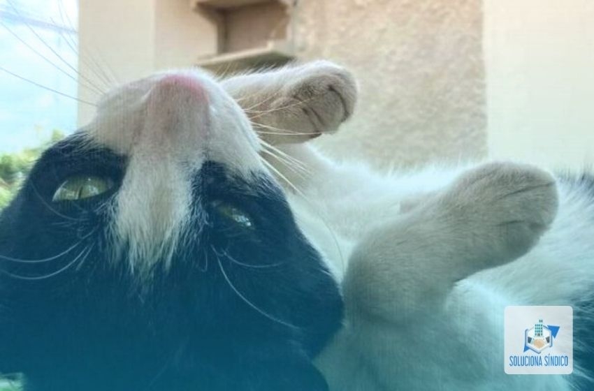 Inédito: 'Frajola' é reconhecido como gato comunitário de condomínio: ‘a gente cuida dele e ele da gente’.