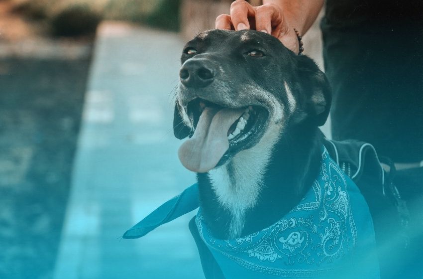 Mantendo a boa convivência dos pets com a vizinhança.