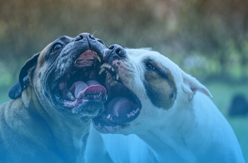 Como evitar brigas no condomínio por causa de pets.